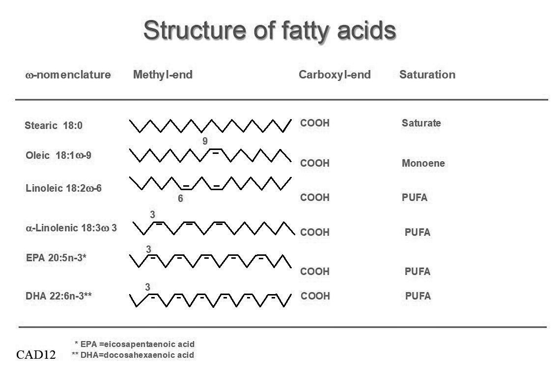 Structure-of-fatty-acids-BW.jpg – Vitas Analytical Services