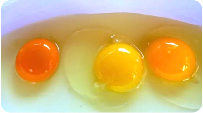 Figure 3. Showcases a comparison of egg yolks with different carotenoid coloring. The eggs demonstrate varying hues, ranging from vibrant yellow to deep orange, reflecting the diversity of carotenoid pigments present. – Vitas Analytical Services